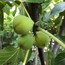 Смокиня сорт 