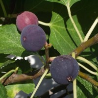 Смокиня сорт 