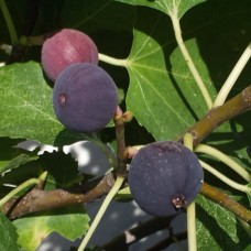 Смокиня сорт 