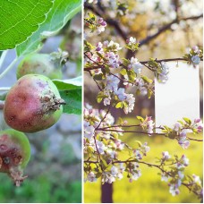 Лепящи бели листове за защита от насекоми 10 бр. BIO PLANTELLA