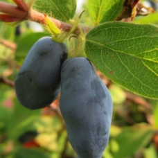 Камчатска боровинка сорт 