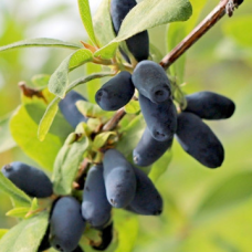 Камчатска боровинка сорт 