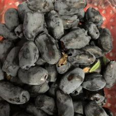 Камчатска боровинка сорт 'Индиго Джем'