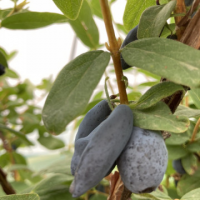 Камчатска боровинка сорт 'Хонейбий