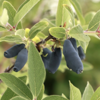 Камчатска боровинка сорт 