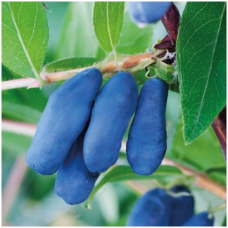 Камчатска боровинка сорт 