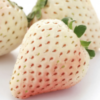 Разсад Ягода сорт 