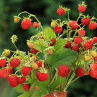 Ягода сорт Baron von Solemacher