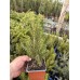 Picea glauca 'Conica December'