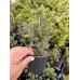 Picea pungens 'Sun on the Sky'®