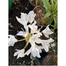 Рододендрон сорт 'Percy Alba' Рододендрон сорт 'Percy Alba'