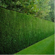 Лейланди (Cuppressocyparis leylandii)  